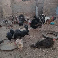 جوجه بوقلمون|حیوانات مزرعه|سبزوار, ولیعصر (نجار آباد)|دیوار