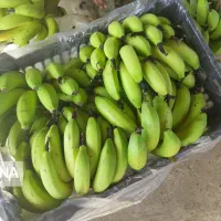 همکاری با باغداران و سردخانه موز