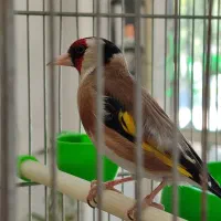 سهره سیره