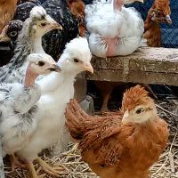 جمع جوجه خوشگلای کاکلی و گردن لخت ۳۵ روزه