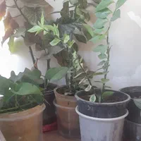باسلام مقداری گل که داخل عکسهازدم  بعلت جابجایی|گل و گیاه طبیعی|اصفهان, جاوان|دیوار