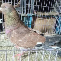 کله ای ۳عدد لنگه سوقدیم.تظمینی.۲تانر ۱ماده.