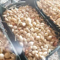 پیاز غده ای|عمده‌فروشی|جیرفت, |دیوار