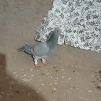 کفتر آلمانی