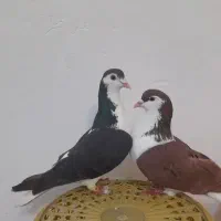 دوعدد کبوتر سالم پرشی بدون هیچ مریضی فروش فوری