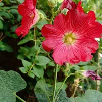 آموزش خیاطی بامدرک رسمی باقیمت استثنایی