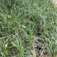 چمن یال اسبی|گل و گیاه طبیعی|بابل, |دیوار