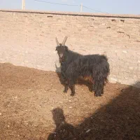 چبش ترکی|حیوانات مزرعه|شیراز, گویم|دیوار
