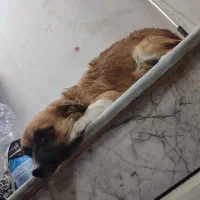 دوتا سگ پاپی بامزه و شیطون|سگ|کاشان, کارگر|دیوار