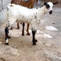 دام ناب|حیوانات مزرعه|تایباد, |دیوار