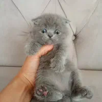 گر به های ارزون تهران (اسکاتیش بریتیش پرشین رگدال)|گربه|تهران, پونک|دیوار