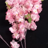 شکوفه نو خارجی
