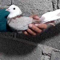 باسلام تعداد کبوتر پرشی|پرنده|رودبنه, |دیوار