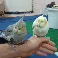 عروس پاریس ماده سینامون ۷ ماهه دستی