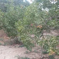 زمین دلیم فروشی