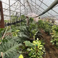 فروش گلهای آپارتمانی و بیرونی مستقیم از گلخانه