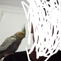 دو تا عروس هلندی دستی نر و ماده|پرنده|رشت, سلیمانداراب|دیوار