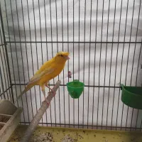 قناری|پرنده|قم, انسجام|دیوار