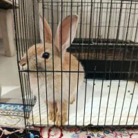 خرگوش مینیاتوری باهوش