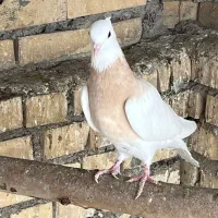 کبوتر طوقی لیمویی