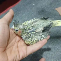 عروس سرلاکی پروانه ای وسینامون