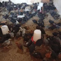 جوجه مرغ چهل روزه صحیح سالم