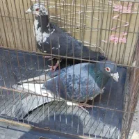 پلاکی|پرنده|ملایر, |دیوار