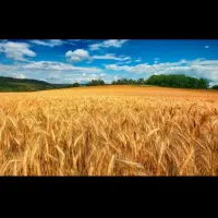 یک-قطعه-زمین-کشاورزی-چهار-هکتارو-نیم