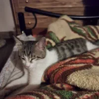 گربه 4 ماهه نر|گربه|اصفهان, سپاهان‌شهر|دیوار