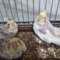 جوجه عروس هلندی