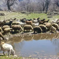 تعداد ۲۷ بز خوب به فروش میرسد|حیوانات مزرعه|یاسوج, |دیوار