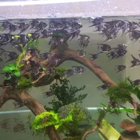 فروش آنجل دو بندی