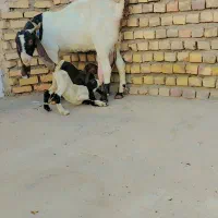 یک بز زایده بادو بزغاله با۳کیلوشیر فروشی