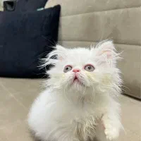 گربه ۶۰ روزه