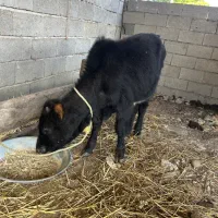 گاو گوساله نر|حیوانات مزرعه|رضوانشهر, |دیوار