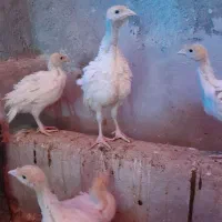 بوقلمون بیوتی ۶|حیوانات مزرعه|قم, قم نو|دیوار