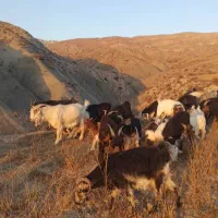 بز بوئر  بویر(بختیاری)|حیوانات مزرعه|شیروان (خراسان), |دیوار
