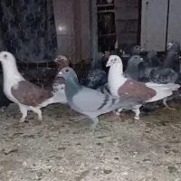 ۳۰ عدد پلاکی و دورگ