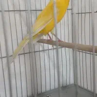قناری نر رسمی تنه دار