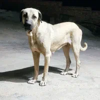 واگذاری سرابی خالص سرابی پژدردوبرمن خونگی|سگ|کرمانشاه, |دیوار