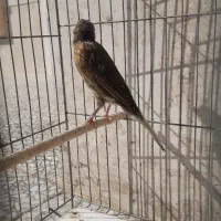 قناری ماده|پرنده|مرودشت, فاز اول شهرک فرهنگیان|دیوار