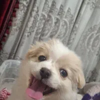 توله سگ بازیگوش