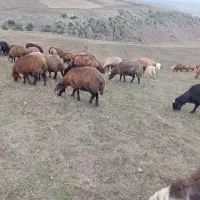 ۵۰عدد گوسفند بره دار. یلنی آبستن|حیوانات مزرعه|سرعین, |دیوار