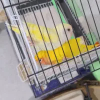 کوتوله برزیلی|پرنده|رشت, نیکمرام|دیوار