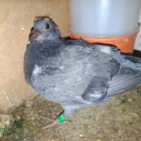 جوجه پلاکی