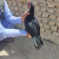 ماده مرغ