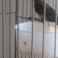 مرغ عشق پروانه ای، فنچ|پرنده|تبریز, |دیوار