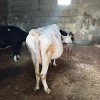 هولشتاین ابستن