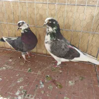 کفتر ی کبوتر