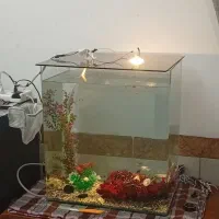 آکواریم شیشه خم با وسایل|ماهی|کرمان, |دیوار